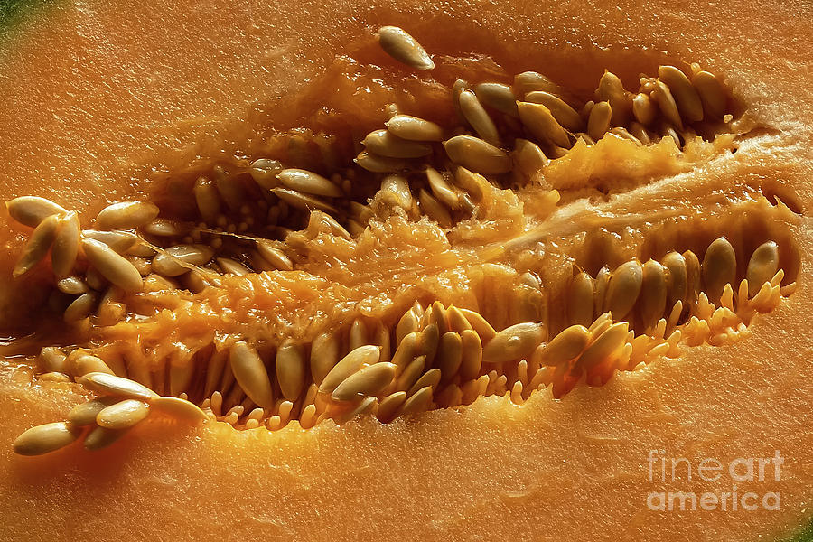 Melon core Photograph by Marina Usmanskaya