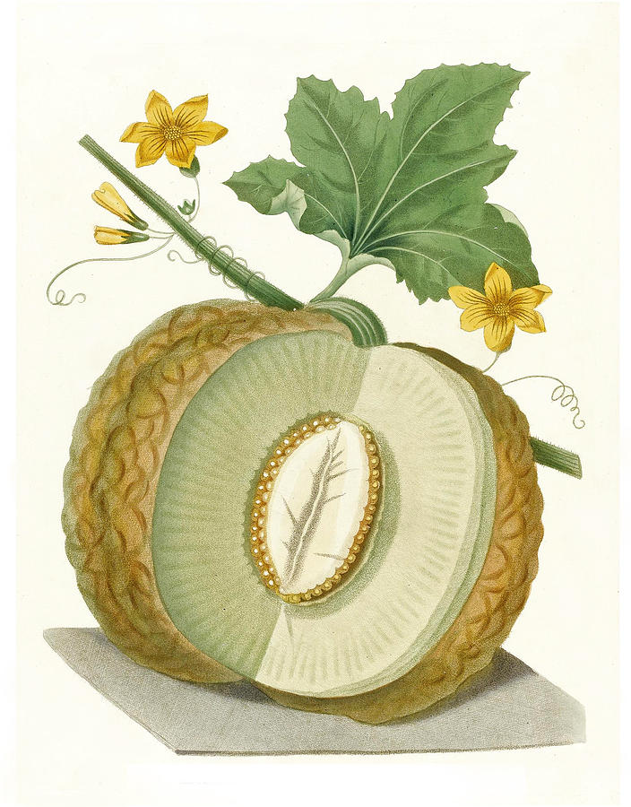Melon Drawing by George Brookshaw