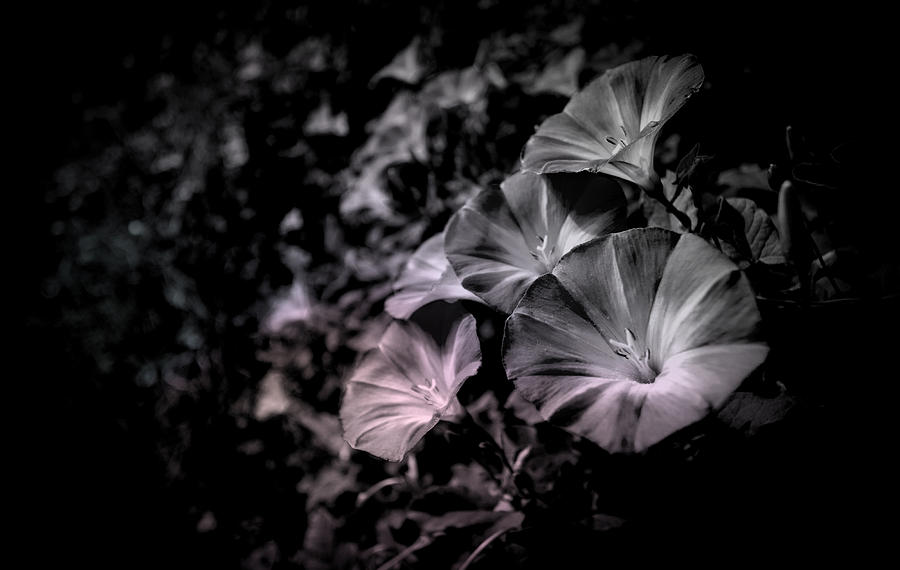 Black And White Photograph - Mels Gray Garden by Marisela Mungia