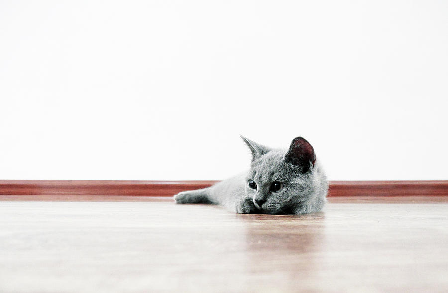 Abstract  - Scottish Fold Cat by Tianxin Zheng