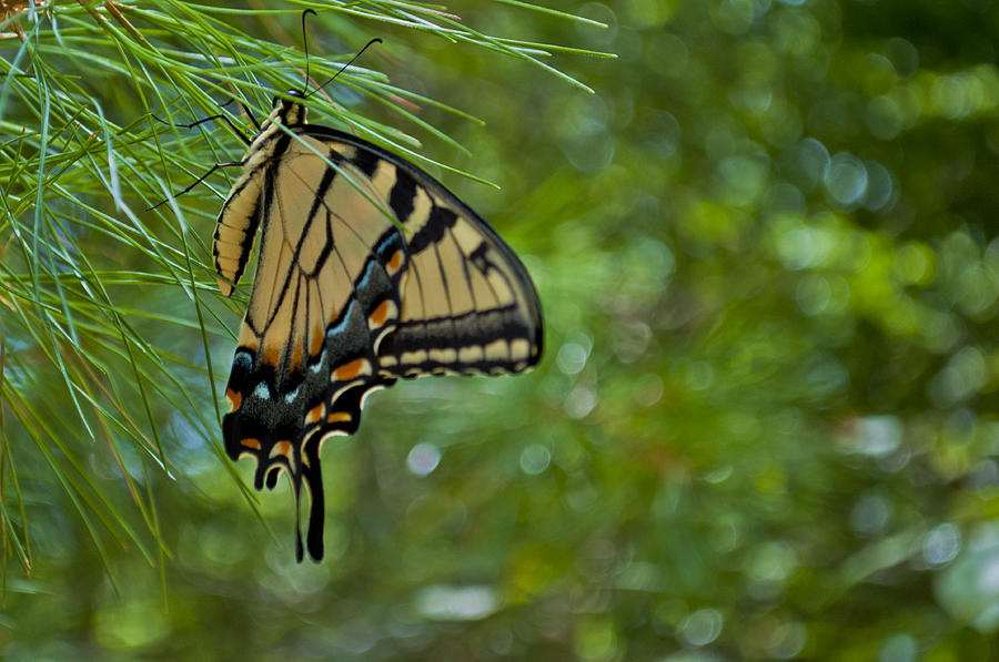 Melting Butterfly Photograph by Aaron Siebens - Fine Art America