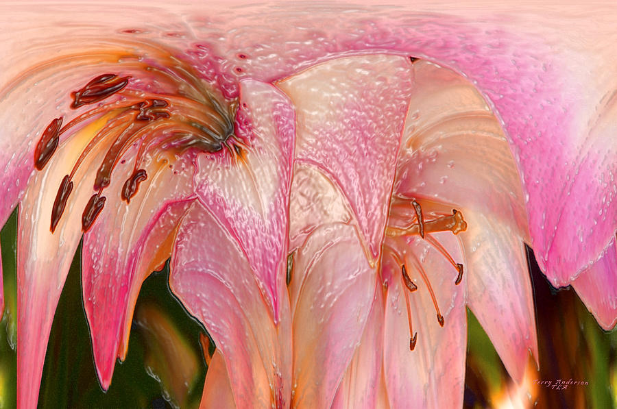 Melting Lilly Photograph by Terry Anderson