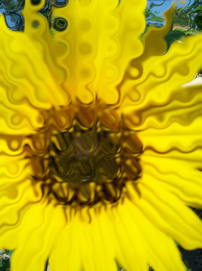 Melting Sunflower Photograph by Laurette Escobar