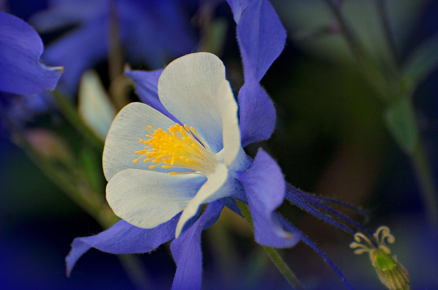 Memorial Day Flower Photograph by Diana Angstadt