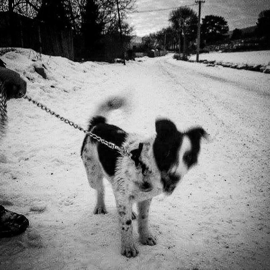 Dog Photograph - #memories #2010 #rip #dog #james by Lukas Ronald Lukacs