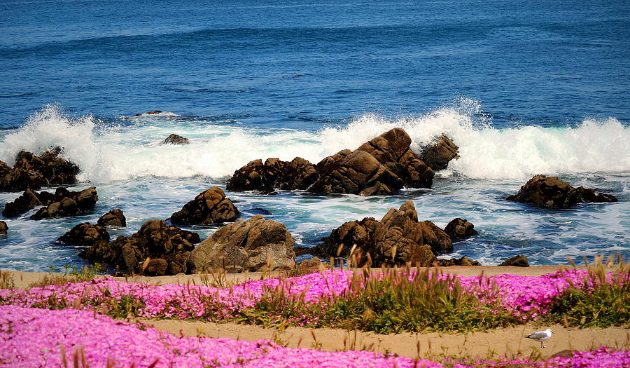 Memories Of Monterey Bay Photograph by Joyce Dickens