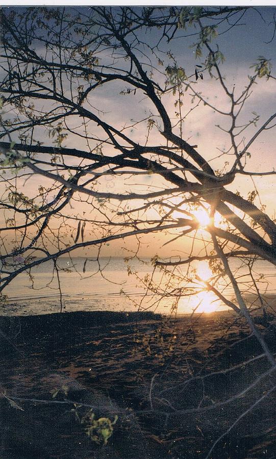 Tree Photograph - Memories of Sundown by Anne-Elizabeth Whiteway