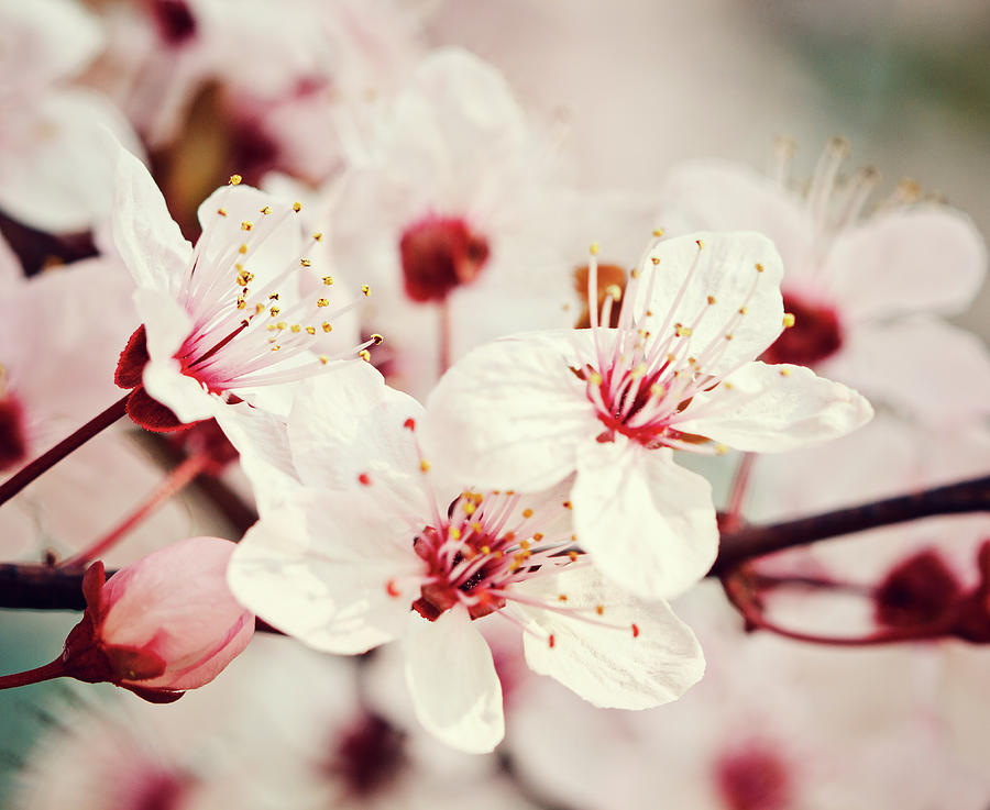 Nature Photograph - Memories of the Spring - Cherry Blossom  by Svetlana Yelkovan