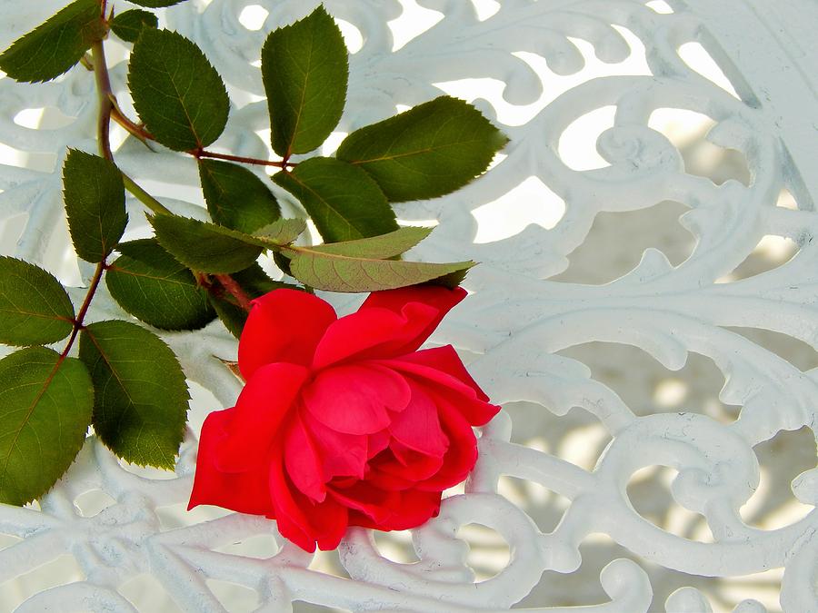 Memory Of A Rose  Photograph by Jan Gelders