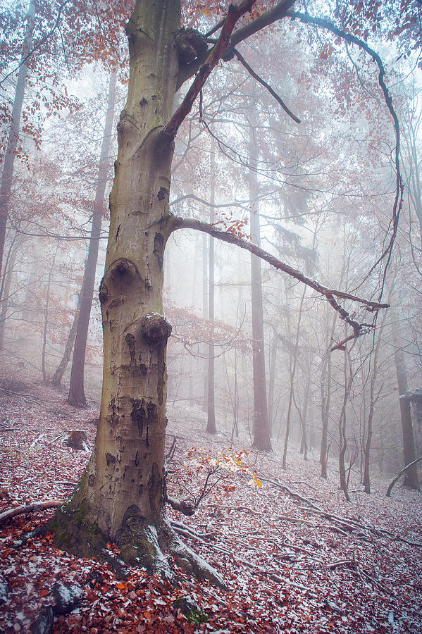Memory of the Trees. Winter Photograph by Jenny Rainbow