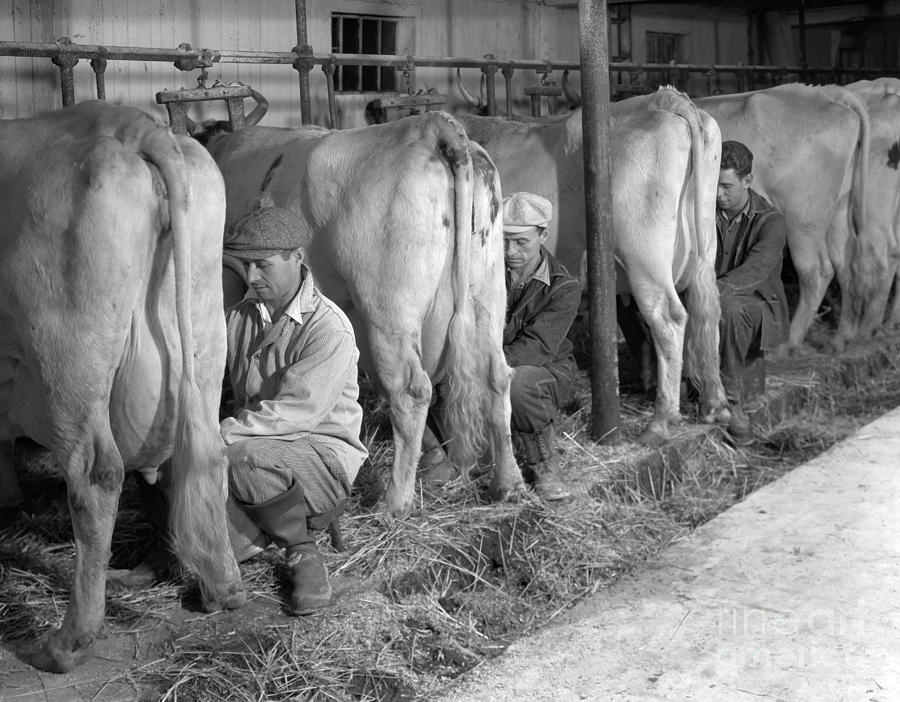 Men Milking Cows, C.1930-40s Photograph by H. Armstrong Roberts/ClassicStock