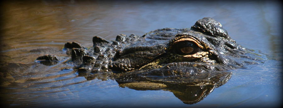 Menacing Alligator Photograph by Kimberly Woyak