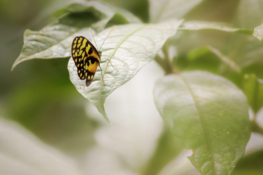Menapis Longwing Butterfly Jardin Botanico del Quindio Colombia Photograph by Adam Rainoff