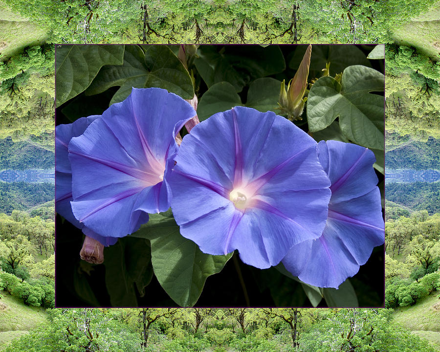 Mendocino Morning Glories Photograph by Bell And Todd