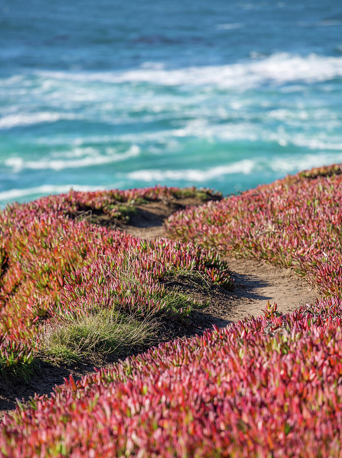 Mendocino Pathway to Beach Photograph by Donnie Whitaker