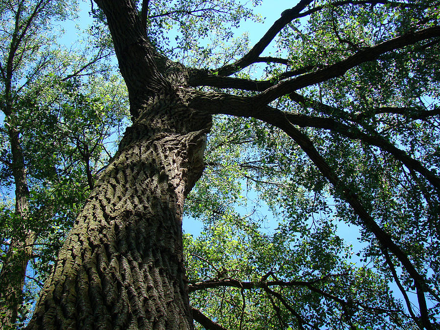 Mendota Tree Photograph by Todd Zabel