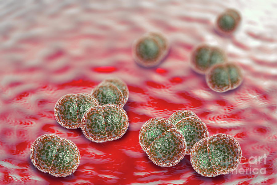 Meningitis Bacteria Infection Photograph By Ezume Images Pixels