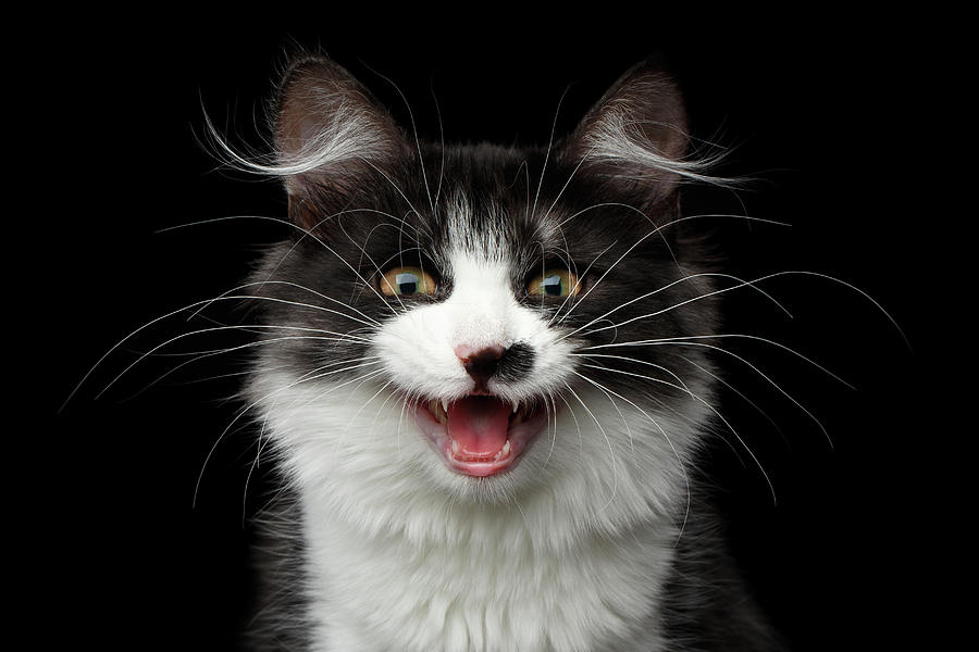 Cat Photograph - Meow of Siberian Kitten by Sergey Taran
