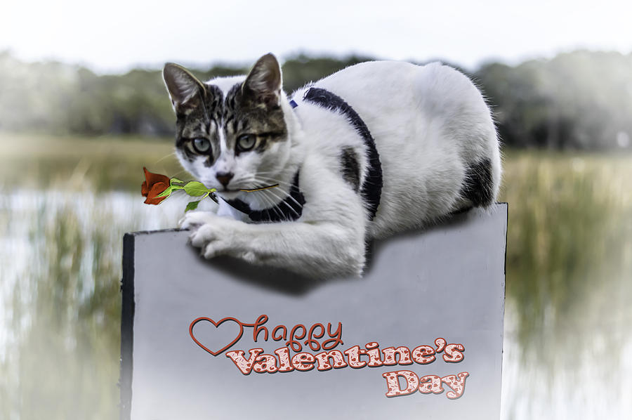 Meow Valentine Photograph by Leticia Latocki
