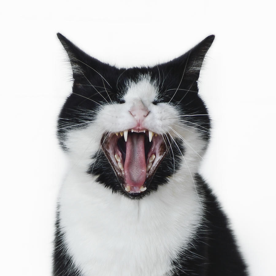 Meowing Cat Showing Teeth And Tongue Photograph