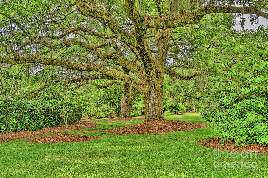 Mepkin Abbey Garden Photograph by Elvis Vaughn - Fine Art America