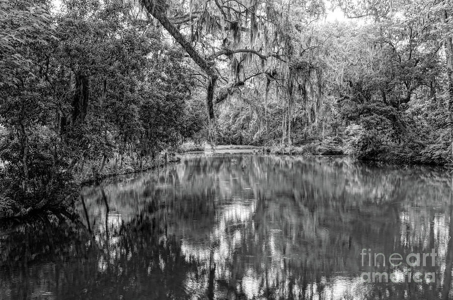 Mepkin Pond Black and White Photograph by Elvis Vaughn
