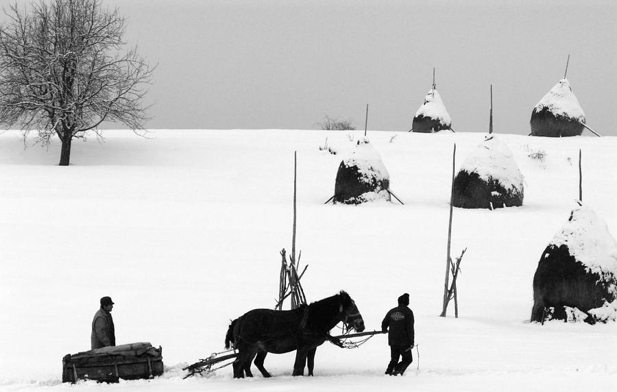 Horse Photograph - Meramures Area of Romania by Todd Fox