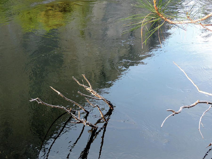 Merced River And Branches 3 Photograph by Eric Forster