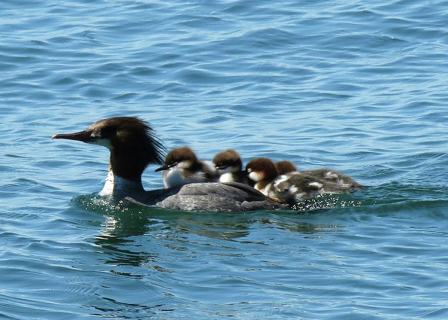 Merganser and her chicks Photograph by Dennis McCarthy
