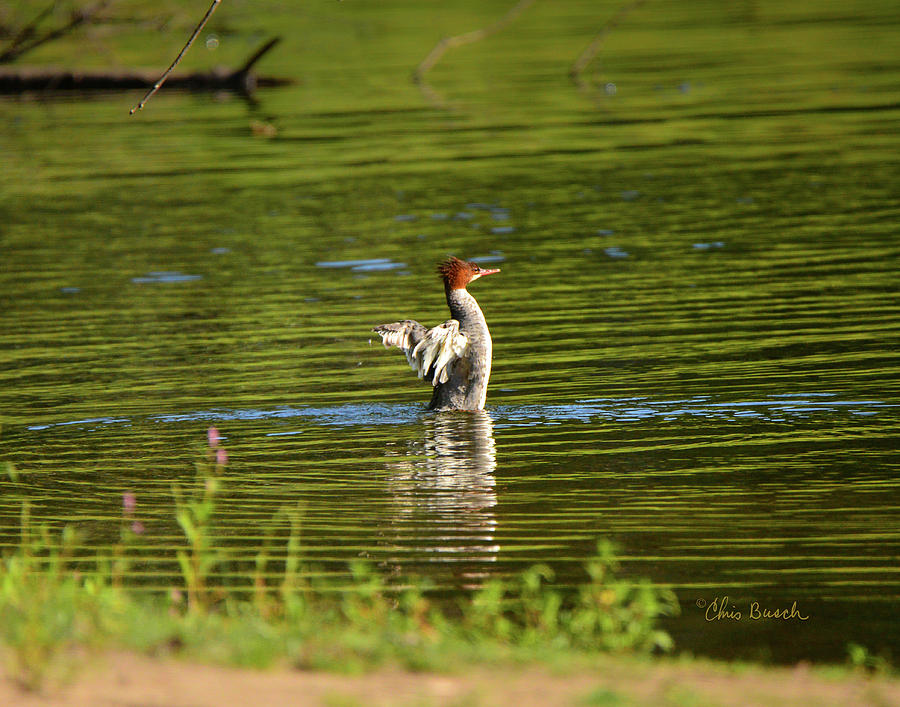 Merganser Dancer by Chris Busch Merganser Dancer by Chris Busch