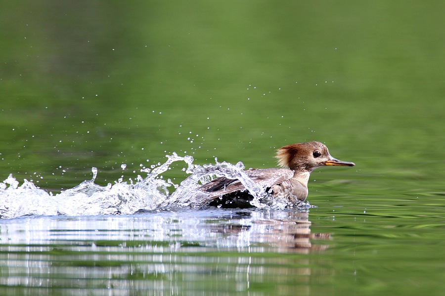 Merganser Duck Photograph by Brook Burling