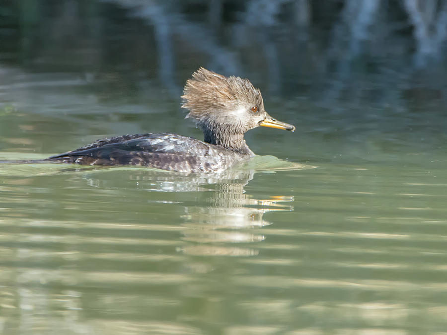 Duck Photograph - Merganser Female by Tam Ryan