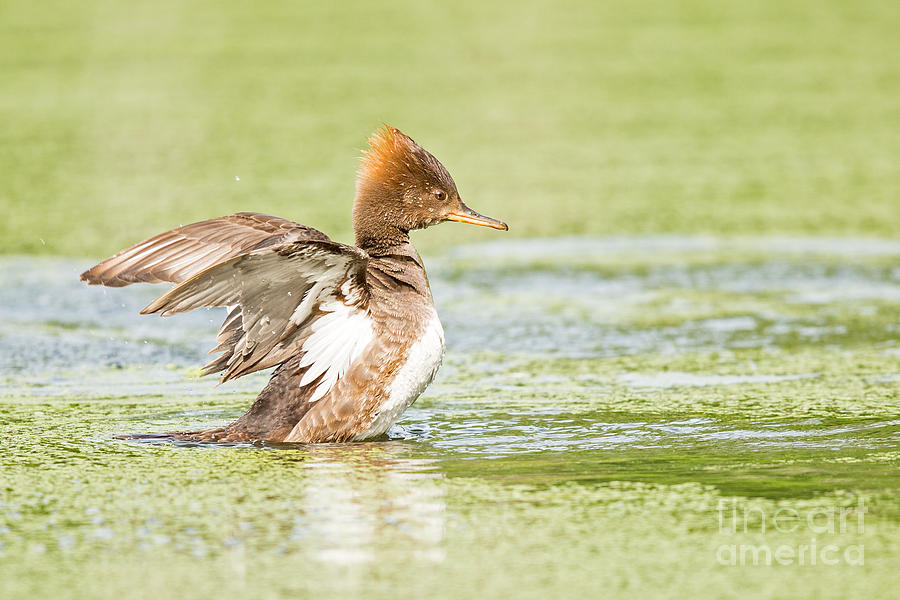 Merganser Rising Again Photograph by Natural Focal Point Photography