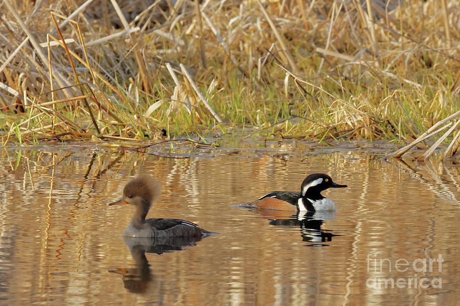 Duck Photograph - Merganser Spring by Natural Focal Point Photography