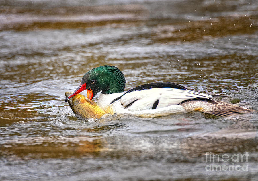 Merganser with Trout Photograph by Timothy Flanigan