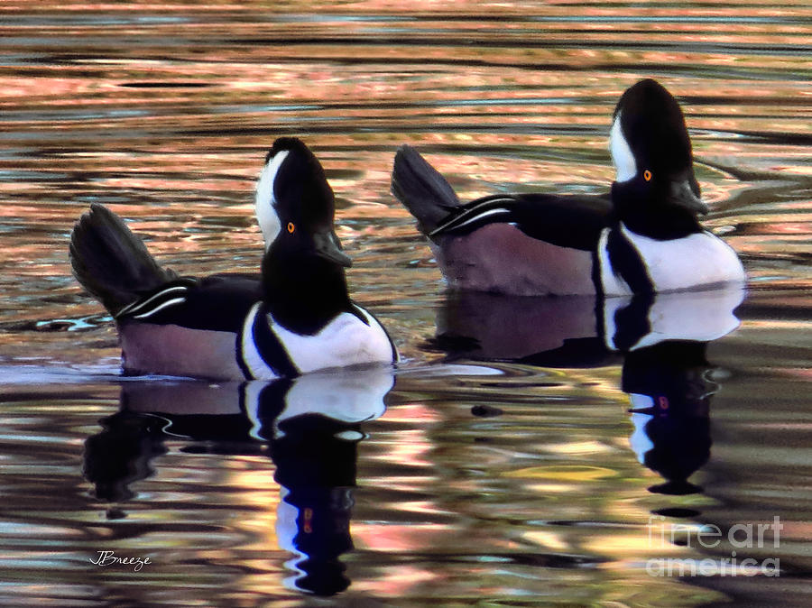 Mergansers on Golden Pond Photograph by Jennie Breeze