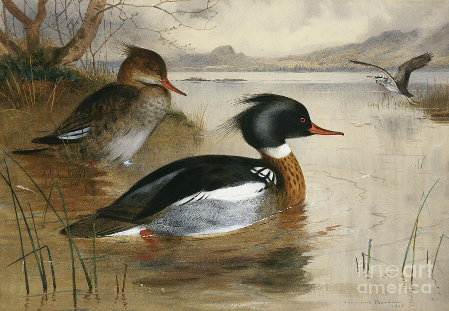Mergansers, on Loch Maree, 1905 by Archibald Thorburn Painting by Archibald Thorburn