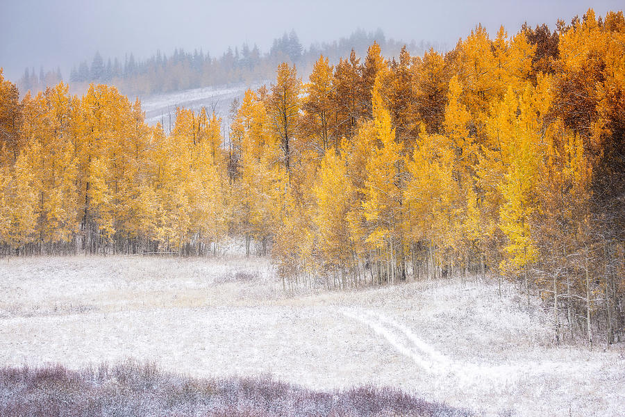 Merging Seasons Photograph by Kristal Kraft