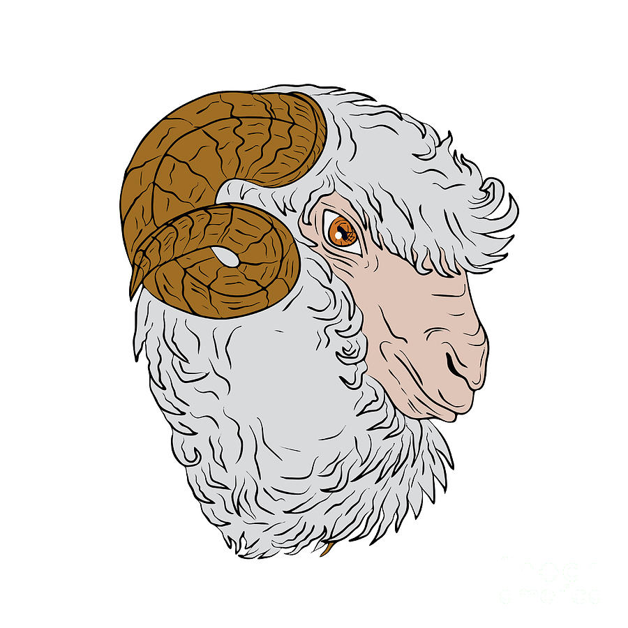 Sheep Digital Art - Merino Ram Sheep Head Drawing by Aloysius Patrimonio