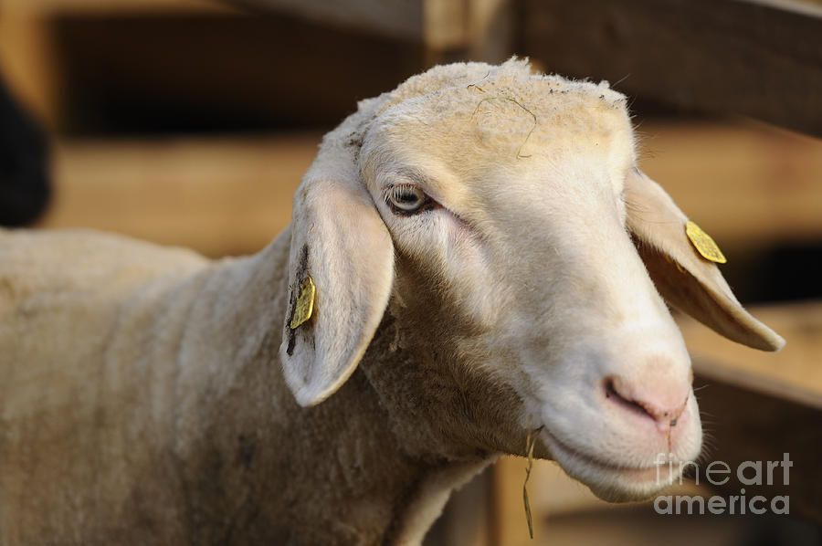 Merino Sheep Photograph by David & Micha Sheldon