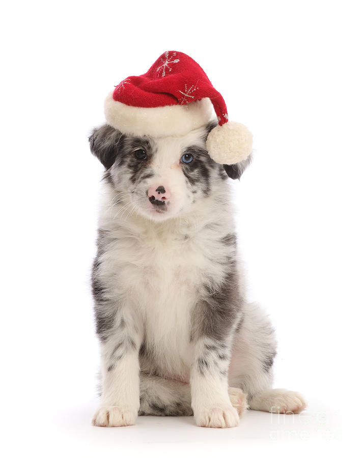 Merle Santa Pup Photograph by Warren Photographic