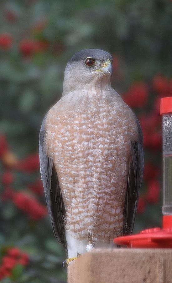 Coopers Hawk I Photograph by Linda Brody