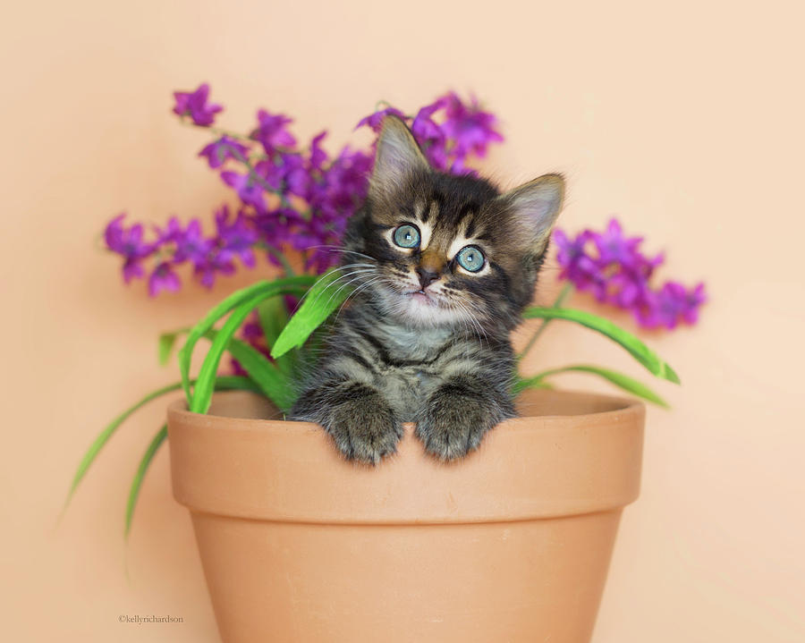 Flower Photograph - Merlin in a Flowerpot II by Kelly Richardson