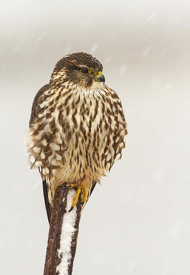 Merlin in a Snow Storm Photograph by John Vose
