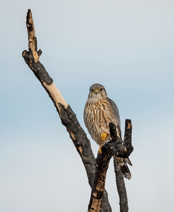 Merlin on a Burnt Branch Photograph by Loree Johnson