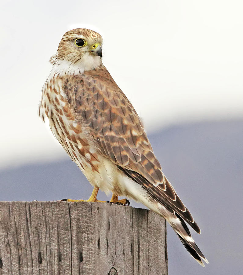 Falcon Photograph - Merlin Prairie Falcon by Jennie Marie Schell