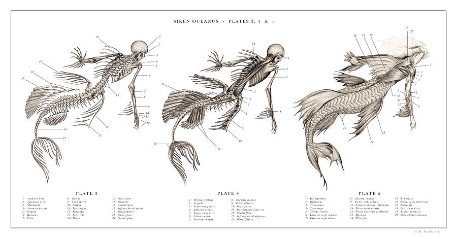 Dr. Black. The Resurrectionist Drawing - Mermaid Print 3, 4, 5,,, by EB Hudspeth Dr. Black. The Resurrectionist Drawing - Mermaid Print 3, 4, 5,,, by EB Hudspeth