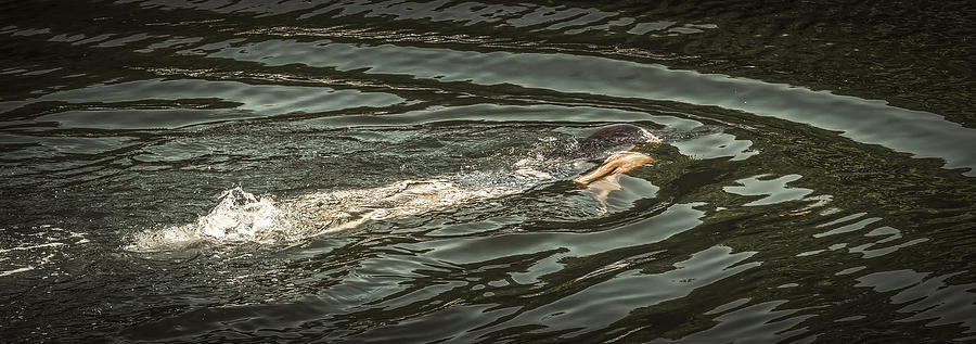 Mermaid Swimming Photograph by David Kay