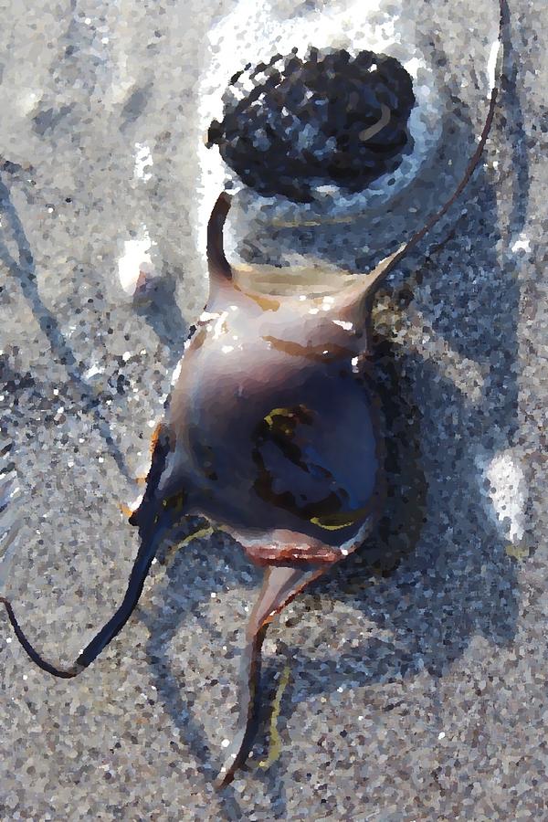 Mermaid S Purse on the Sand Stock Image - Image of life, sandy: 269249697