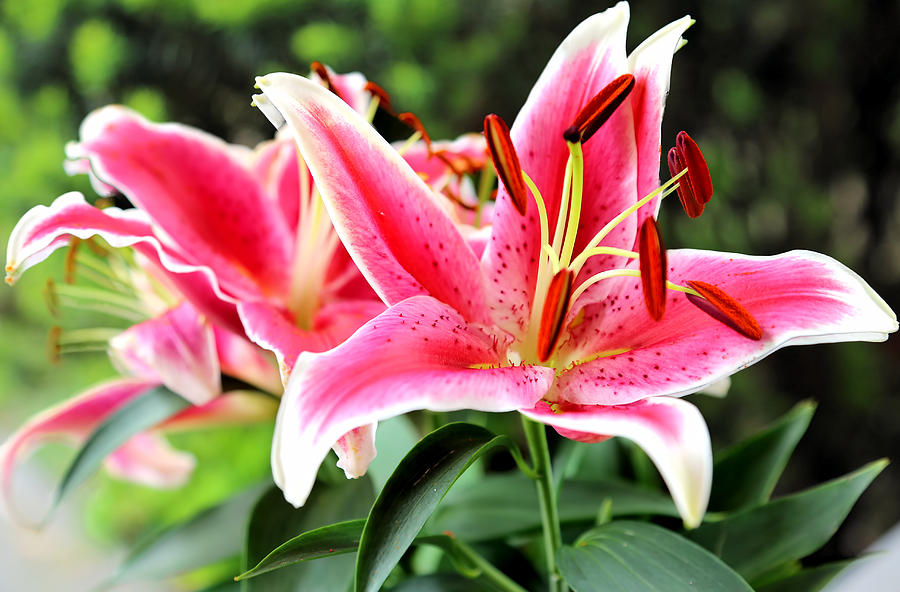Lily Photograph - Mero Star Lily by Theresa Campbell